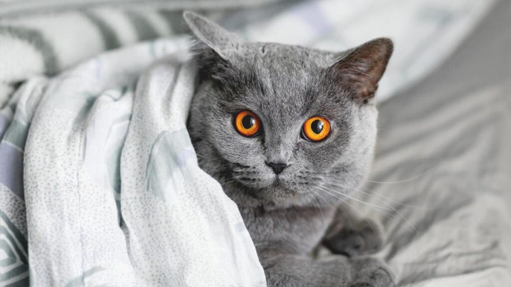 Cara agar Bulu Kucing Tidak Rontok dan Kenapa Makanan Jadi Faktor Penting