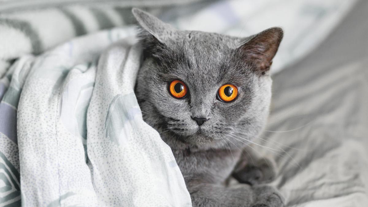 Cara agar Bulu Kucing Tidak Rontok dan Kenapa Makanan Jadi Faktor Penting