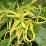 Manfaat Bunga Kenanga untuk Kesehatan dan Kecantikan, Jarang Dibahas padahal Sangat Berkhasiat