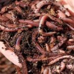 Balita Cacingan di Bengkulu, Pemerintah Gerak Cepat Lakukan Penanganan