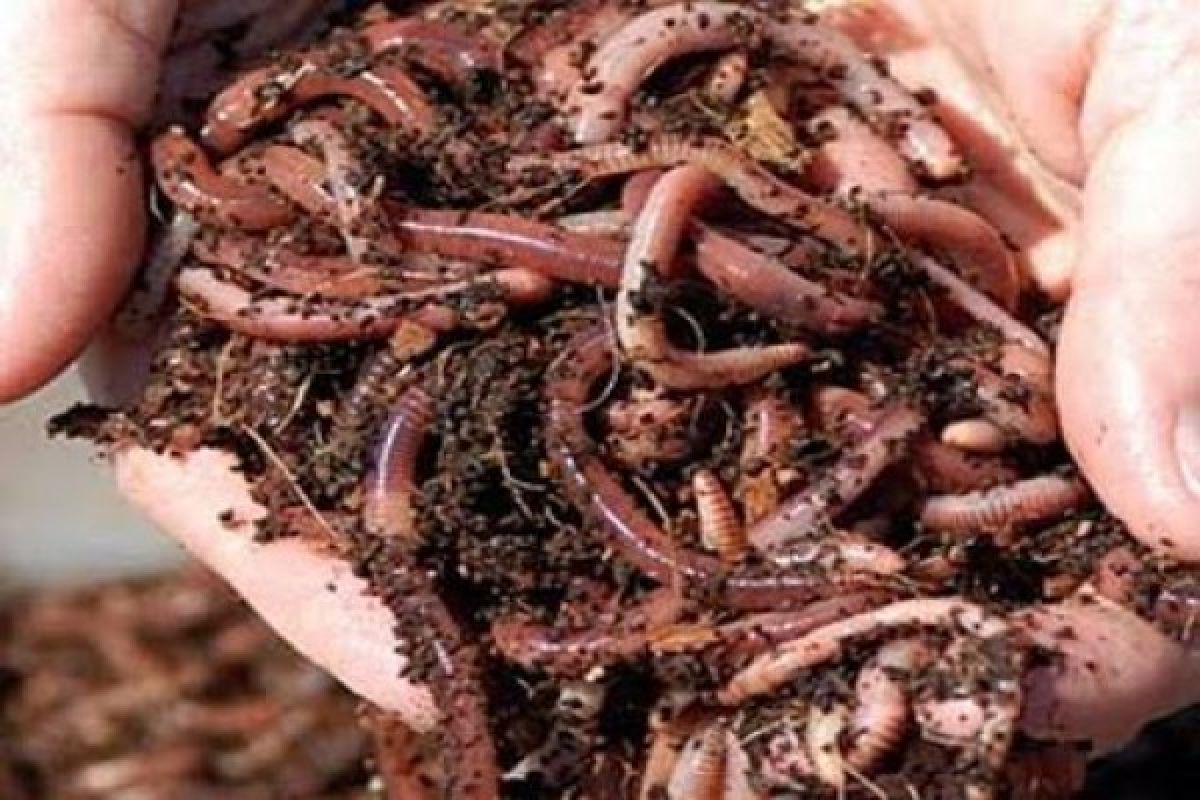 Balita Cacingan di Bengkulu, Pemerintah Gerak Cepat Lakukan Penanganan