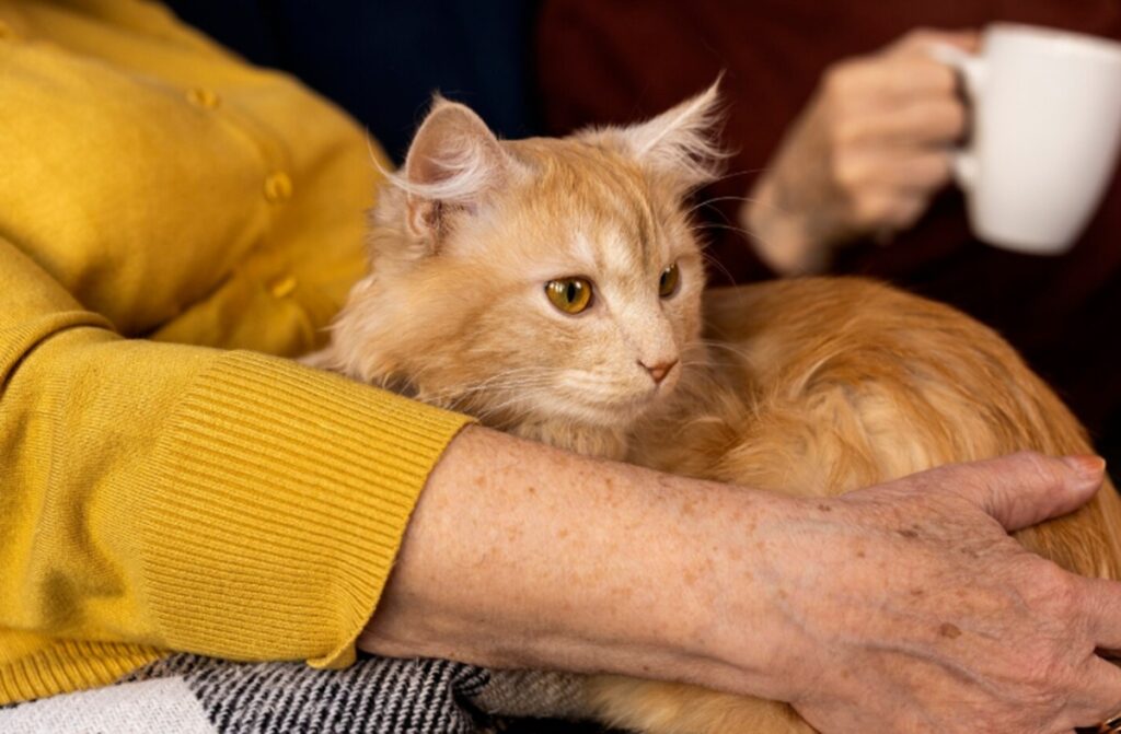 Rahasia Ikatan Manusia dan Kucing Hormon Cinta Oksitosin Jadi Kuncinya