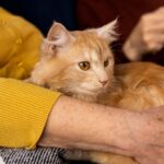 Rahasia Ikatan Manusia dan Kucing Hormon Cinta Oksitosin Jadi Kuncinya