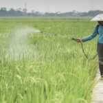 Ini Solusi Berantas Penyakit Tanaman dengan Bakteri, Terbukti Ramah Lingkungan