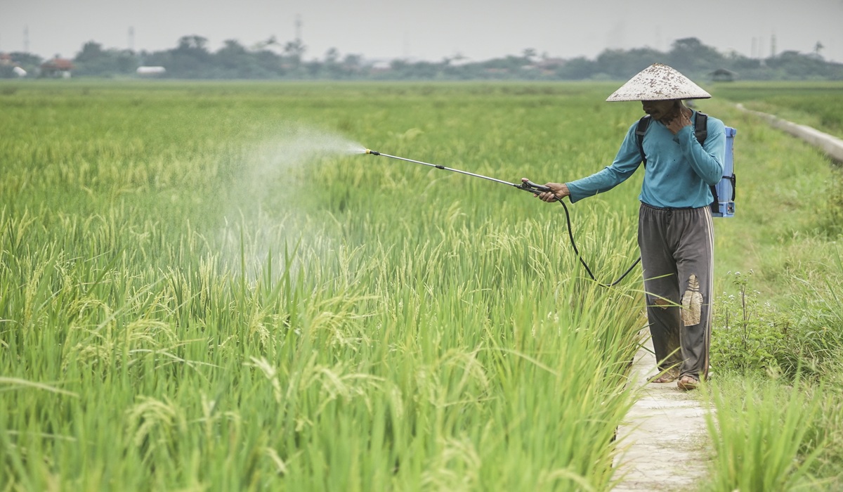 Ini Solusi Berantas Penyakit Tanaman dengan Bakteri, Terbukti Ramah Lingkungan