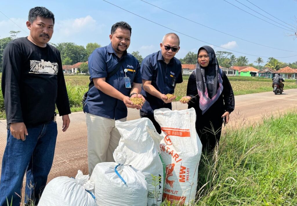Musim Panen Gadu, Bulog Cianjur Terus Serap Gabah Petani
