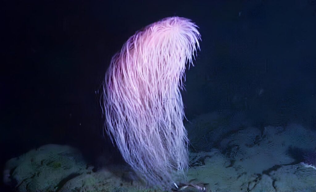 Penemuan Karang Chewbacca dan Pesan Penting tentang Laut Dalam yang Rapuh