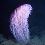 Penemuan Karang Chewbacca dan Pesan Penting tentang Laut Dalam yang Rapuh