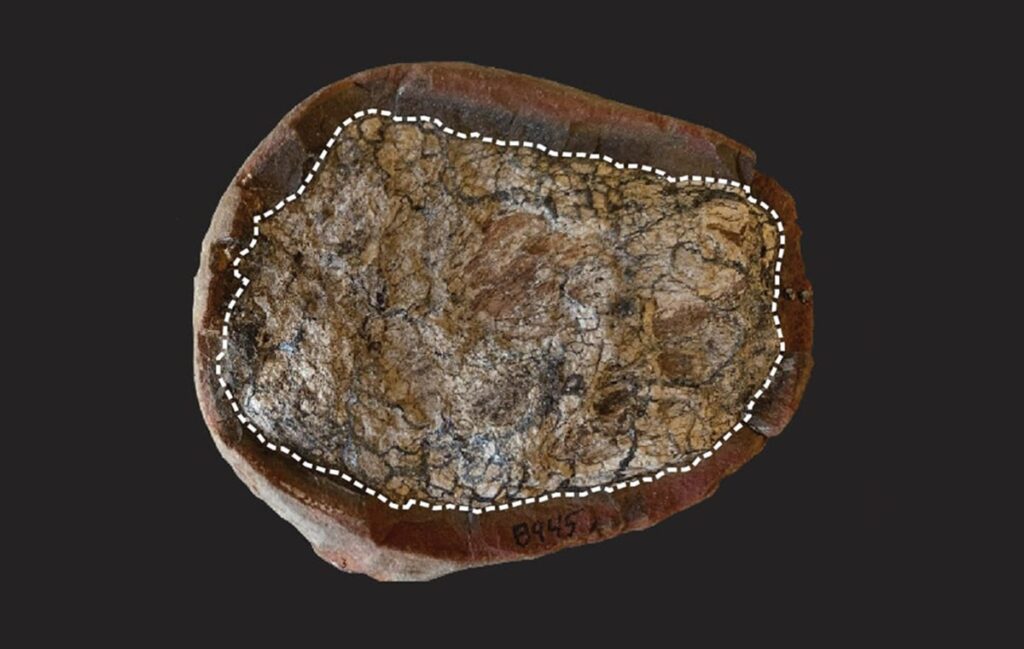 Fosil Koprolit Jejak Kehidupan dalam Kotoran Purba