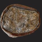 Fosil Koprolit Jejak Kehidupan dalam Kotoran Purba