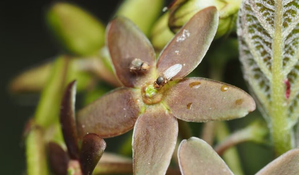 Trik Tanaman Dogbane, Meniru Aroma Semut untuk Lakukan Penyerbukan