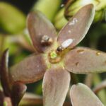 Trik Tanaman Dogbane, Meniru Aroma Semut untuk Lakukan Penyerbukan