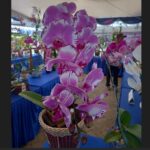 Festival Anggrek Upaya Lestarikan Keanekaragaman Hayati