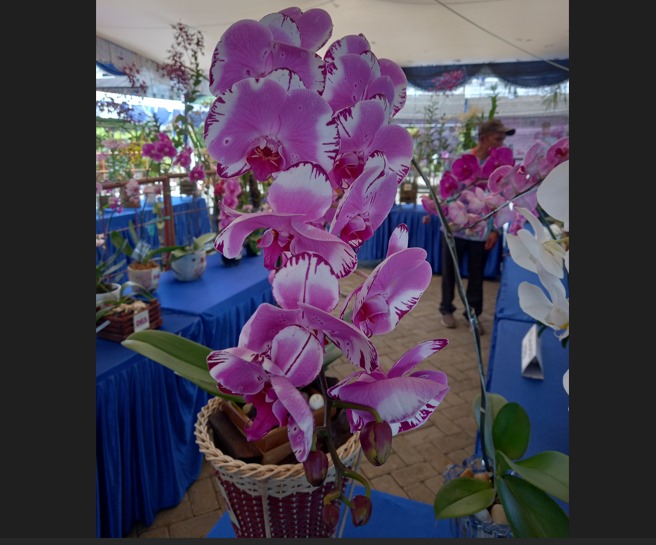 Festival Anggrek Upaya Lestarikan Keanekaragaman Hayati