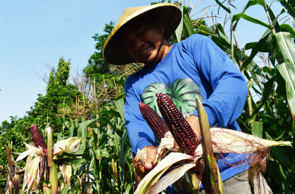 Pemerintah Janji Jaga Harga Jagung Petani Rp5.500 hingga Akhir Tahun