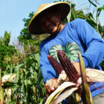 Pemerintah Janji Jaga Harga Jagung Petani Rp5.500 hingga Akhir Tahun