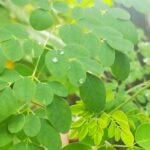 Daun Katel Harta Karun Kuliner Majalengka yang Bikin Ketagihan