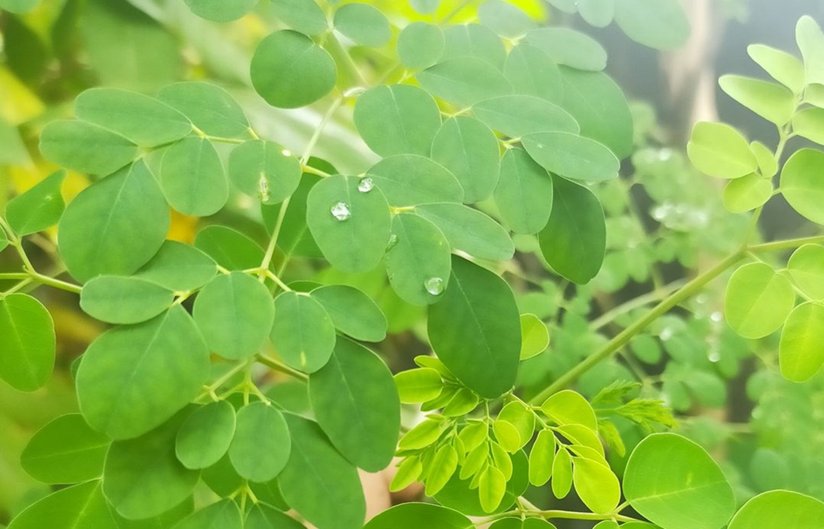 Daun Katel Harta Karun Kuliner Majalengka yang Bikin Ketagihan