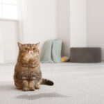 6 Penyebab Umum Kucing Buang Air Kecil Sembarangan di Luar Kotak Pasir dan Cara Mengatasinya