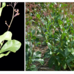 Ginseng Jawa untuk Kesehatan dan Kosmetik Berikut Hasil Penelitiannya