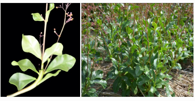 Ginseng Jawa untuk Kesehatan dan Kosmetik Berikut Hasil Penelitiannya