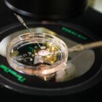 Ilmuwan AS Ciptakan Embrio Manusia dari Sel Kulit, Terobosan Dunia Reproduksi