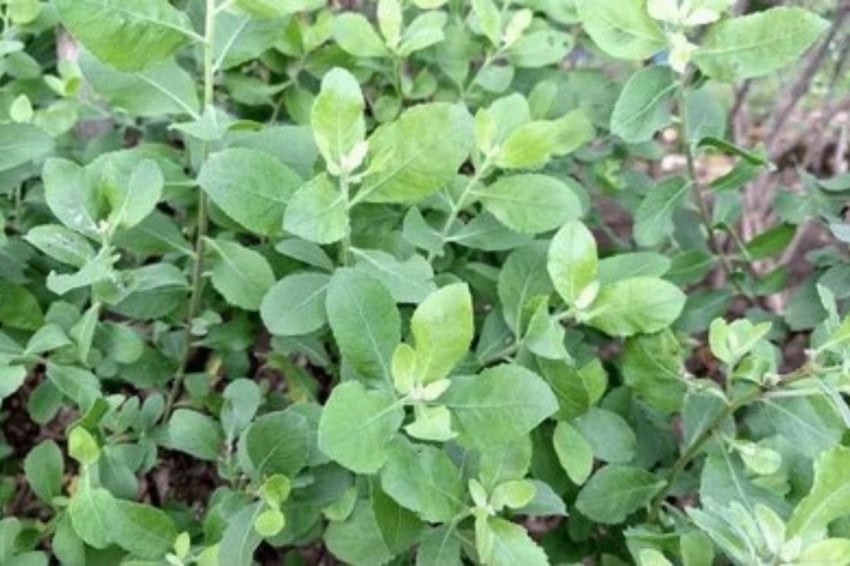 9 Manfaat Rebusan Daun Beluntas untuk Kesehatan, Menghilangkan Bau Badan hingga Gula Darah