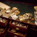 Ilmuwan Kumpulkan 1.217 Sampel DNA demi Mencari Manusia Pertama di Dunia