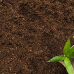 Cara Membuat Cocopeat, Media Tanam yang Bikin Tumbuhan Cepat Subur di Rumah