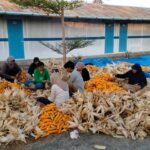 PLN Sulap Limbah Jagung Jadi Listrik, Petani Tuban Dapat Tambahan Penghasilan