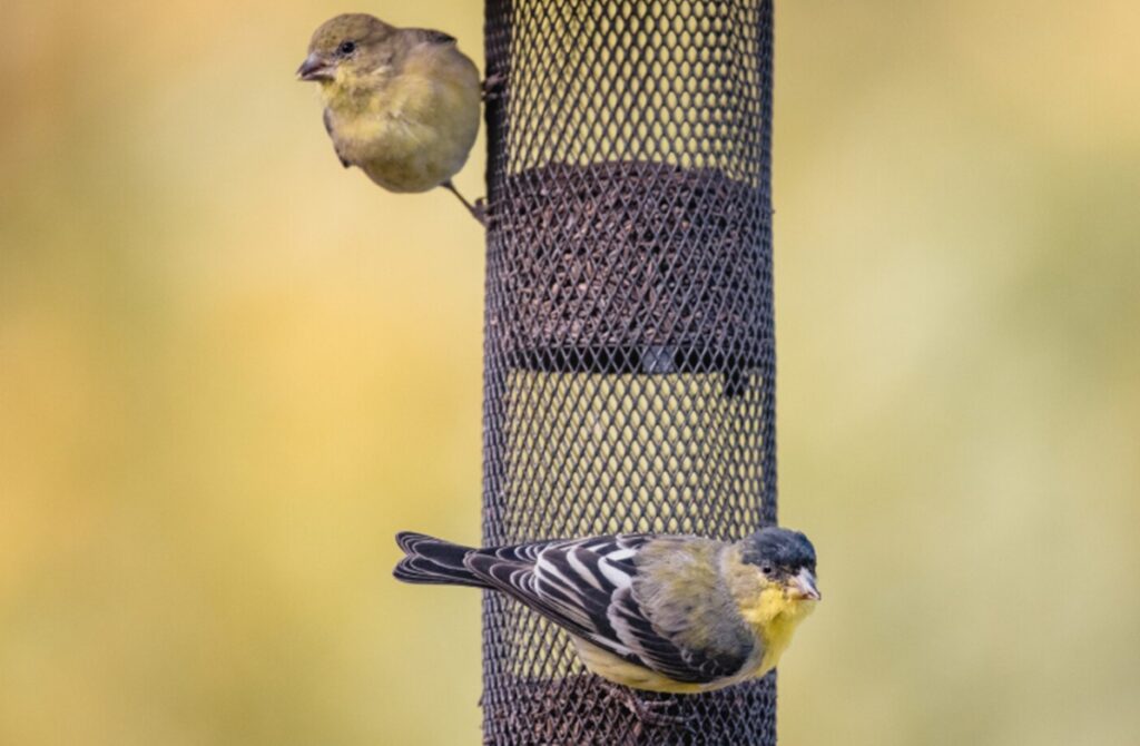 Apa Makanannya Burung Panduan Lengkap untuk Pecinta Burung