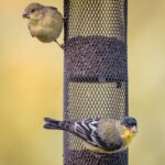 Apa Makanannya Burung Panduan Lengkap untuk Pecinta Burung