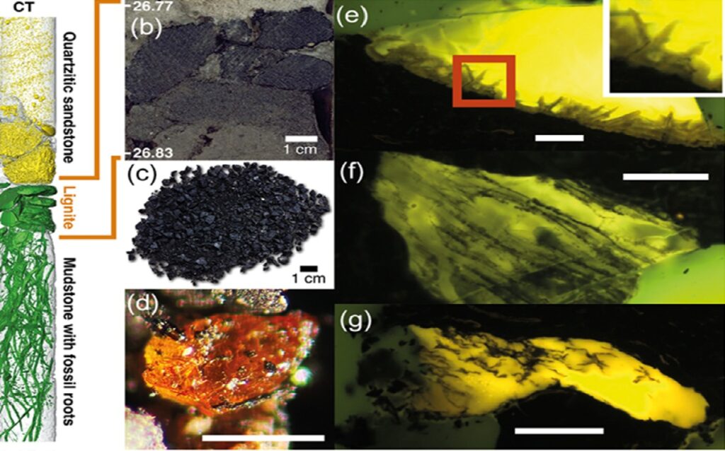 Amber Purba Ditemukan di Antartika, Ungkap Jejak Hutan Hujan 90 Juta Tahun Lalu