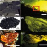 Amber Purba Ditemukan di Antartika, Ungkap Jejak Hutan Hujan 90 Juta Tahun Lalu