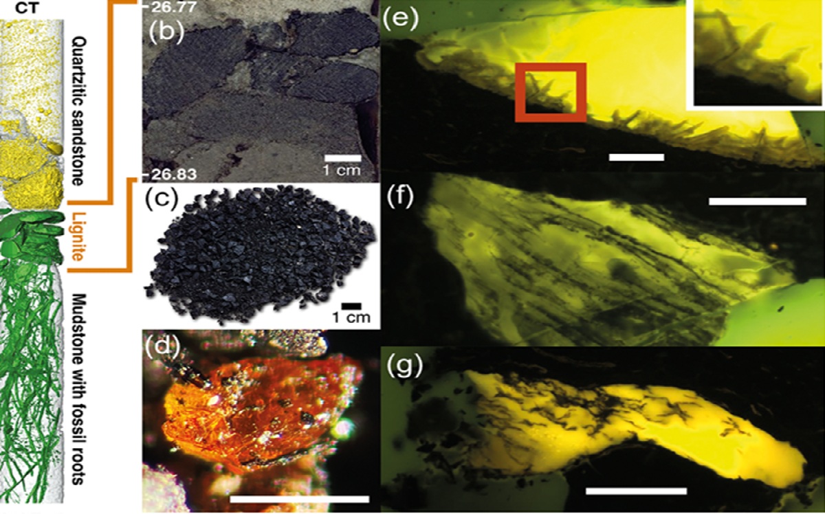 Amber Purba Ditemukan di Antartika, Ungkap Jejak Hutan Hujan 90 Juta Tahun Lalu