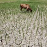 BMKG Ungkap Penyebab Suhu Panas Landa Sejumlah Wilayah Indonesia