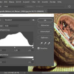 12 Fitur Adobe Photoshop Paling Berguna untuk Edit Foto