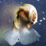 Cangkang Laut Kecil Memainkan Peran Besar Dalam Mengatur Iklim Bumi