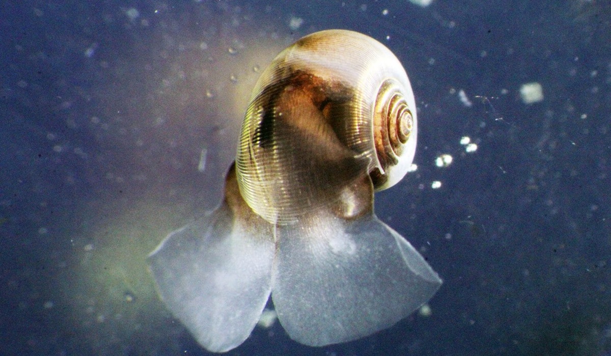 Cangkang Laut Kecil Memainkan Peran Besar Dalam Mengatur Iklim Bumi
