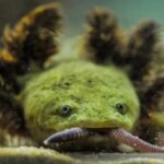 Naga Aneh, Amfibi Terlangka di Dunia Hidup di Danau Pátzcuaro