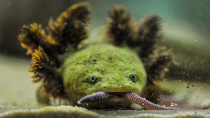 Naga Aneh, Amfibi Terlangka di Dunia Hidup di Danau Pátzcuaro