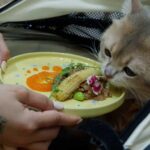 Viral Mahasiswa China Makan Makanan Kucing Demi Hidup Irit, Ini Bahayanya bagi Tubuh