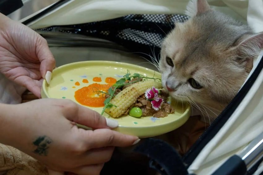 Viral Mahasiswa China Makan Makanan Kucing Demi Hidup Irit, Ini Bahayanya bagi Tubuh