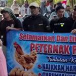 Harga Telur Anjlok, Pakan Meroket dan Terancam Gulung Tikar, Peternak Sulawesi Selatan Demo