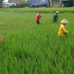 Kota Pekalongan Siapkan Pusat Pembenihan Padi Biosalin untuk Atasi Dampak Rob di Pantura Jawa Tengah