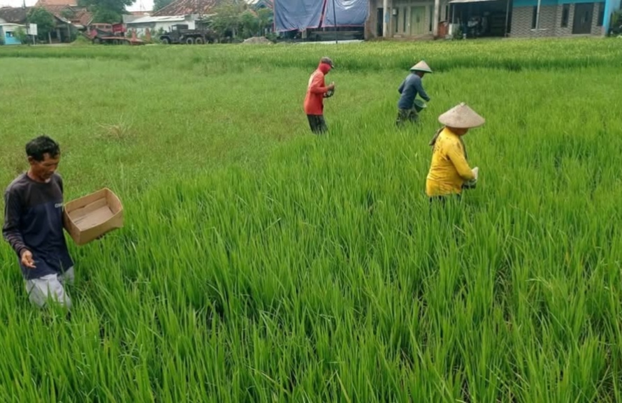 Kota Pekalongan Siapkan Pusat Pembenihan Padi Biosalin untuk Atasi Dampak Rob di Pantura Jawa Tengah